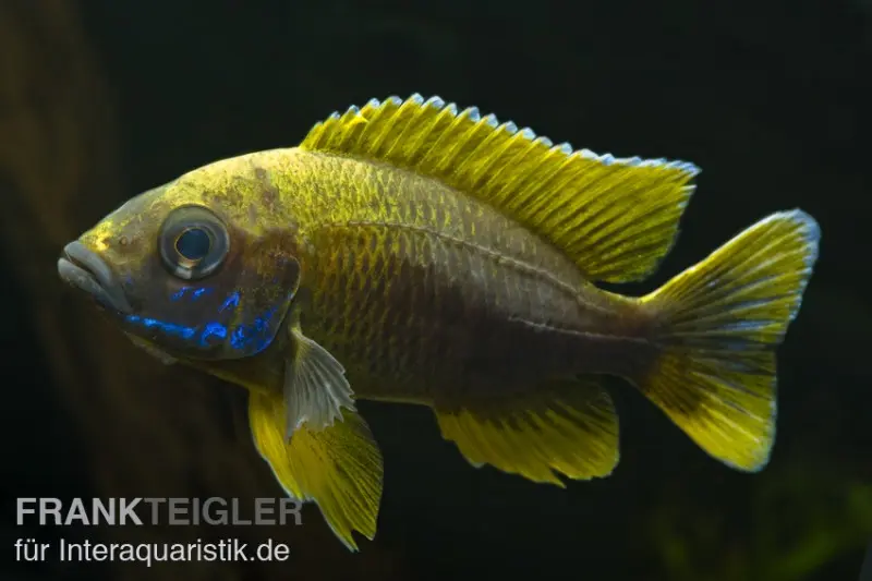 Aulonocara jacobfreibergi "Mamelela", 6-9 cm DNZ