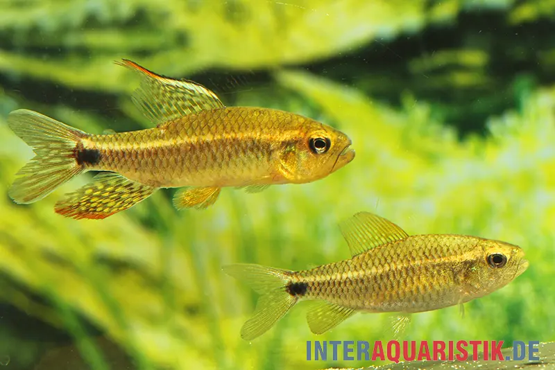 Fleckenschwanzsalmler, Crenuchus spilurus