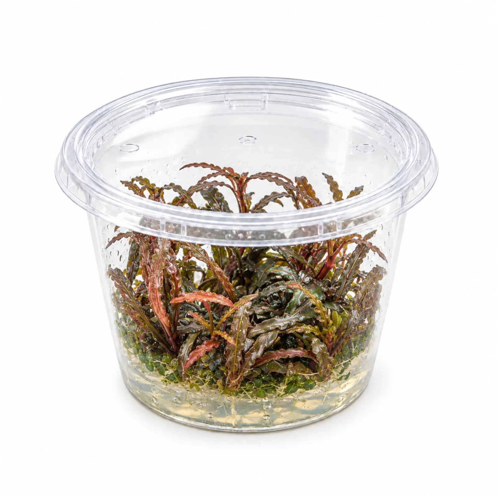 Gefiederter Wasserfreund, Hygrophila pinnatifida, In Vitro