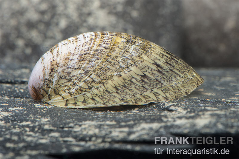 Muschelschnecke, Septaria porcellana