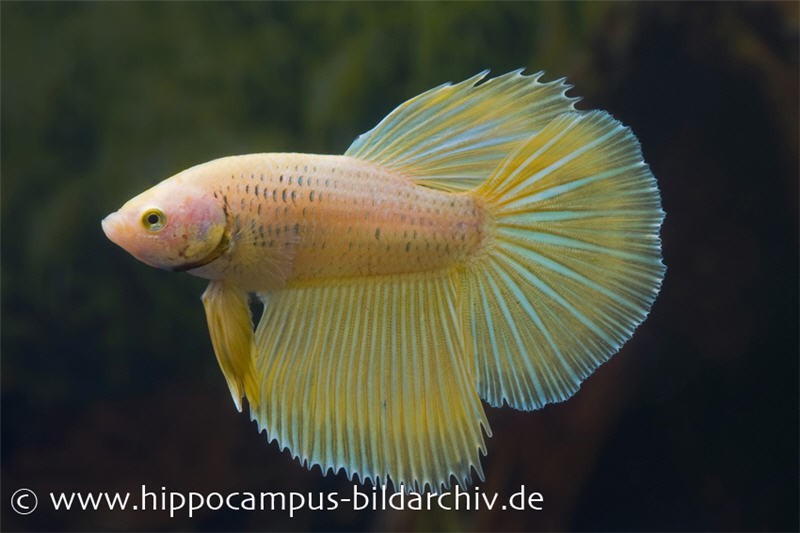 Halfmoon Kampffisch apricot, Männchen, Betta splendens