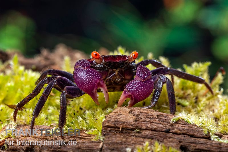 Violette Vampirkrabbe, Geosesarma dennerle "Vampir Orange Eye", Trio (1 Männchen + 2 Weibchen)