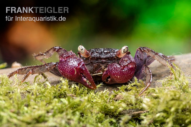 Blue Devil Vampirkrabbe, Geosesarma dennerle sp. blue, Paar (1 Männchen + 1 Weibchen)