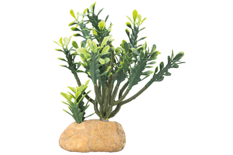 Hobby Euphorbia M, Kunstpflanze