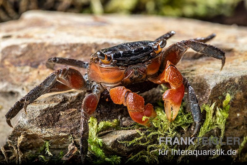 Rote Mangrovenkrabbe, Pseudosesarma moeshi, Paar (1 Männchen + 1 Weibchen)