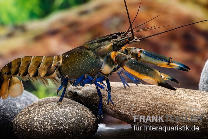 Roter Kambuayakrebs, Cherax spec. Kambuaya Creek Red Claw, Zufällig ausgewählt