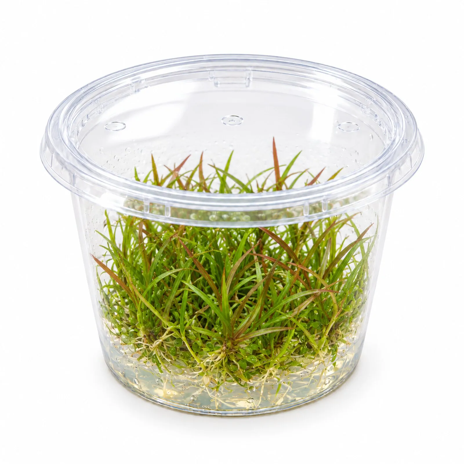 Grasartige Zwergschwertpflanze, Helanthium tenellum "Red", In Vitro