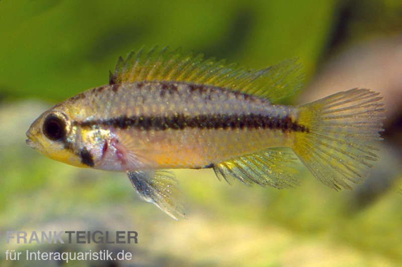 Goldbauch-Zwergbuntbarsch, Apistogramma atahualpa