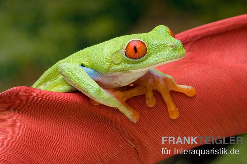 Rotaugenlaubfrosch, Agalychnis callidryas DNZ