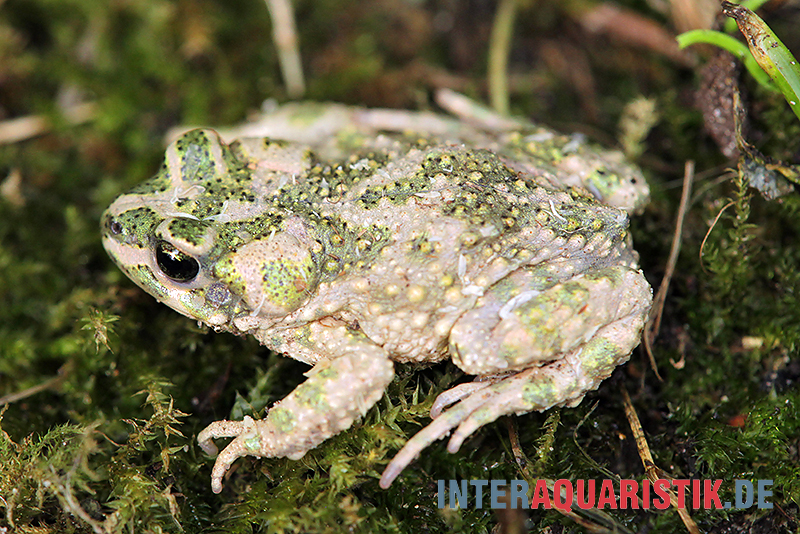 Atlaskröte, Bufo brongersmai