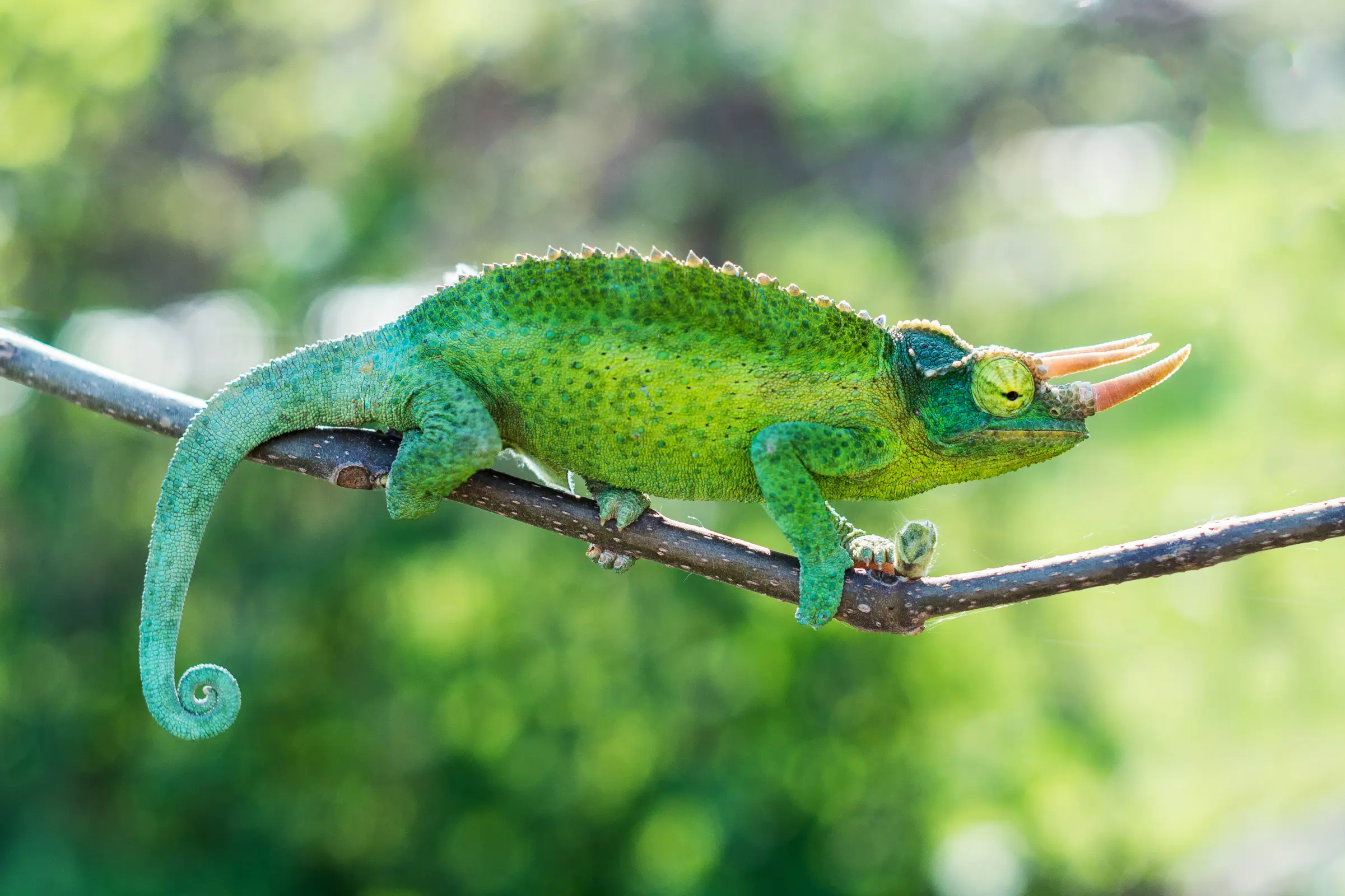 Jackson-Dreihorn-Chamäleon, Trioceros jacksonii xantholophus