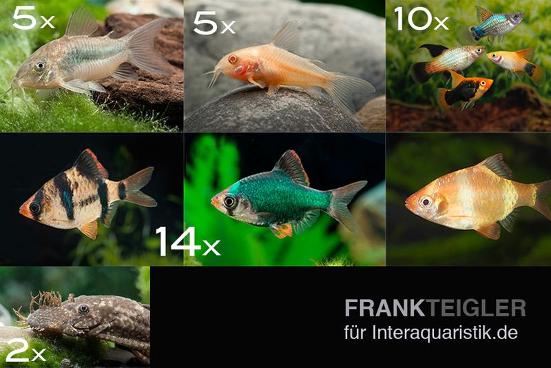 Zierfisch-Sortiment Hartwasser für 120 cm