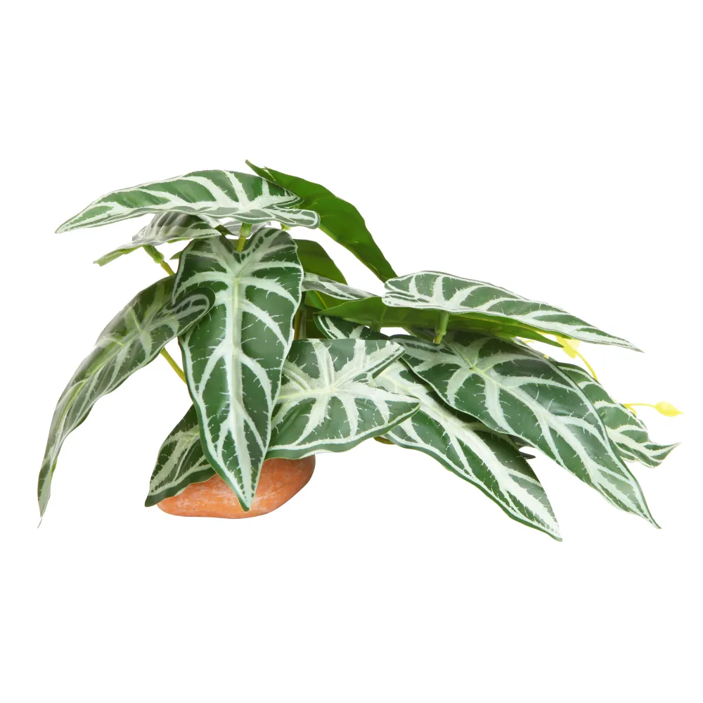Alocasia Frydek Zimmerpflanze, Nahaufnahme grüner Blätter mit markanten weißen Adern im kleinen Terrakotta-Topf, Produktfoto