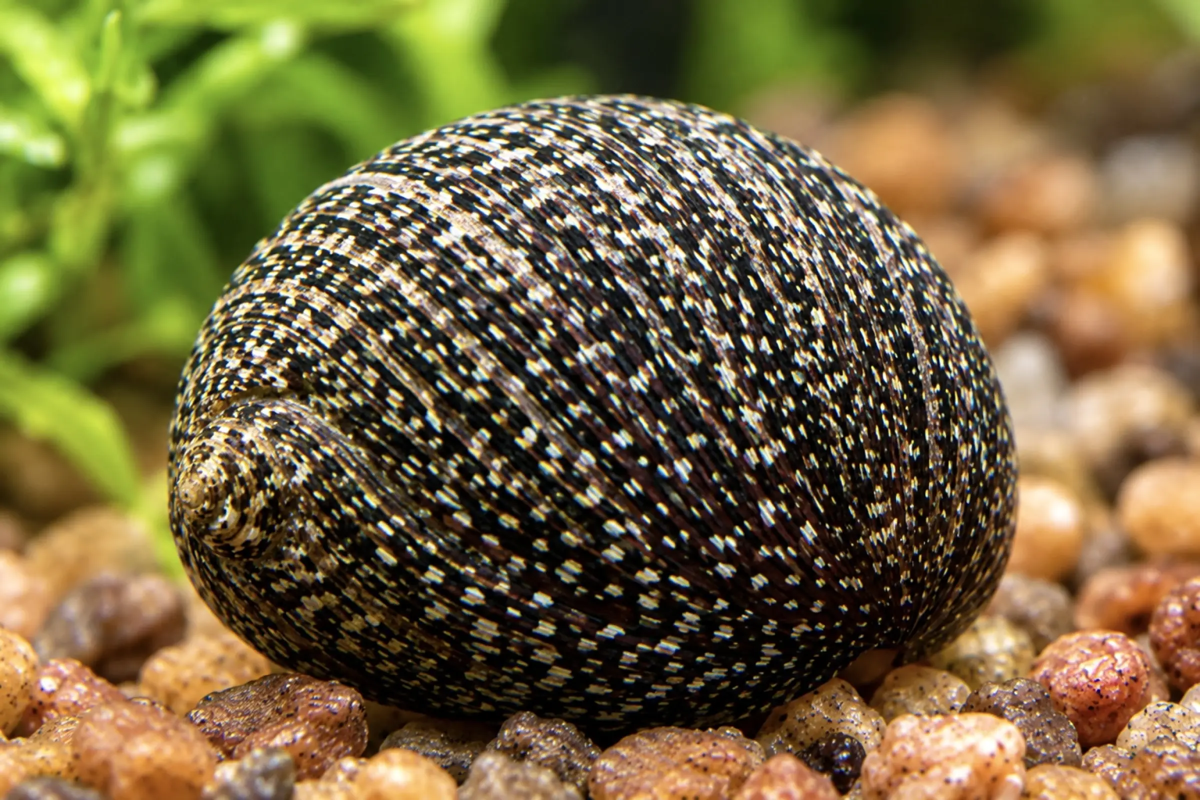 Schwarzpinke Rennschnecke Vittina pouchetii auf Kies, Gehäuseansicht