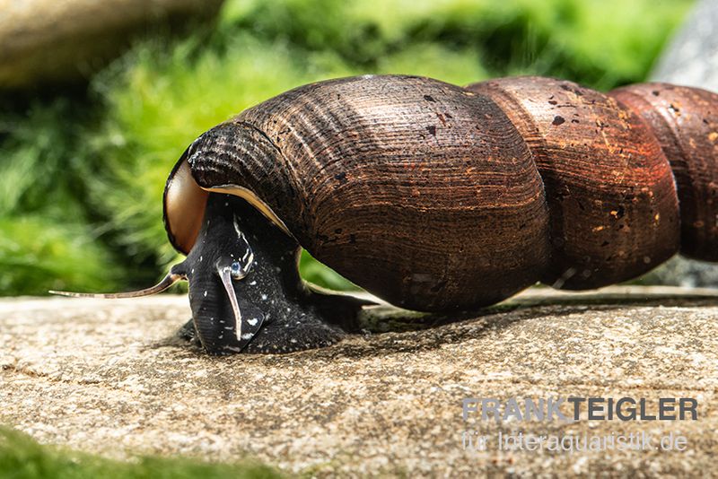 Teufelsdornschnecke, Faunus ater