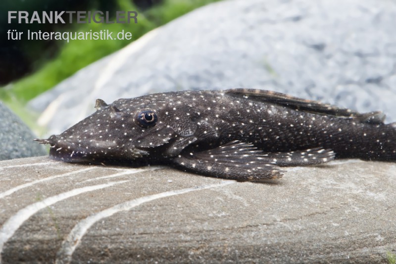 Blue Medusa Pleco (LDA 74), Ancistrus macrophthalmus