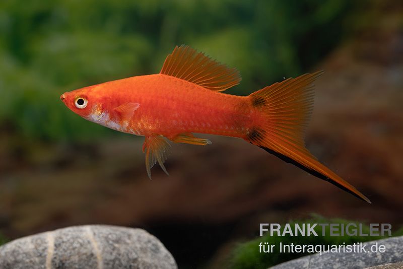 Roter Schwertträger Mickey Mouse, Xiphophorus helleri, Zufällig ausgewählt