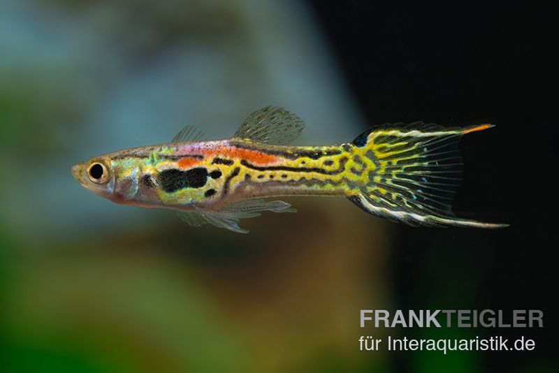 Leopard Endlerguppy, Poecilia wingei