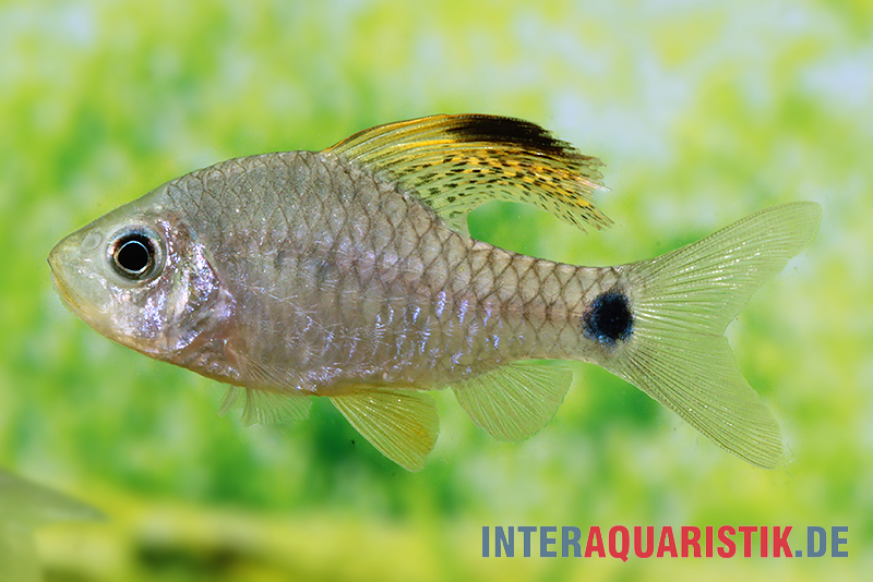 Indische Hochflossenbarbe, Oreichthys crenuchoides