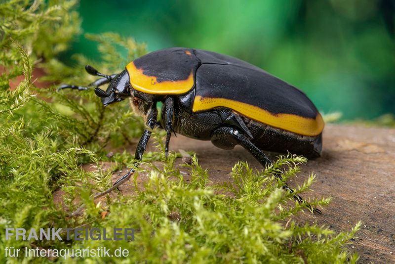 Kongo-Rosenkäfer (Marginata), Pachnoda marginata marginata