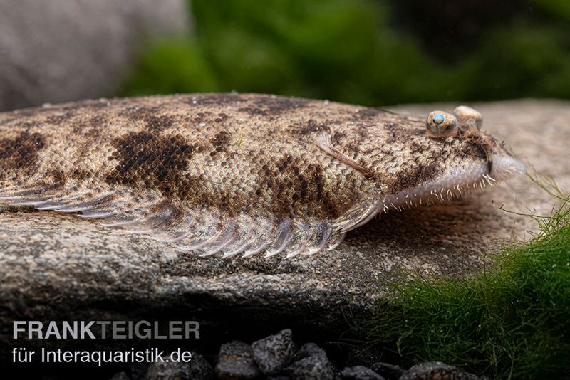 Leucorhynchos-Plattfisch, Süßwasserflunder, Achiroides leucorhynchos