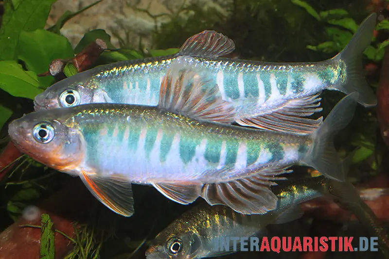 Teichfische online kaufen Fische für den Gartenteich