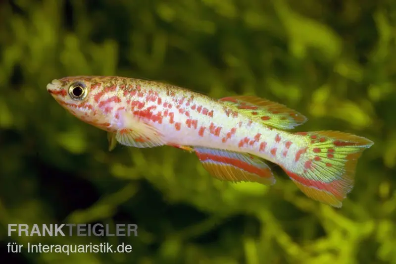 Stahlblauer Prachtkärpfling, Fundulopanchax gardneri