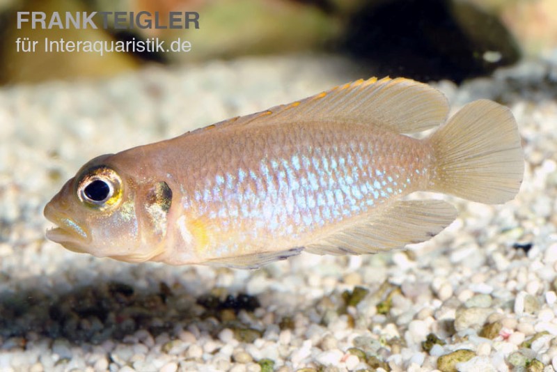 Schneckenbuntbarsch gold, Lamprologus ocellatus, DNZ