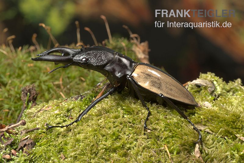 Ludekingi-Hirschkäfer, Odontolabis ludekingi, gemischt