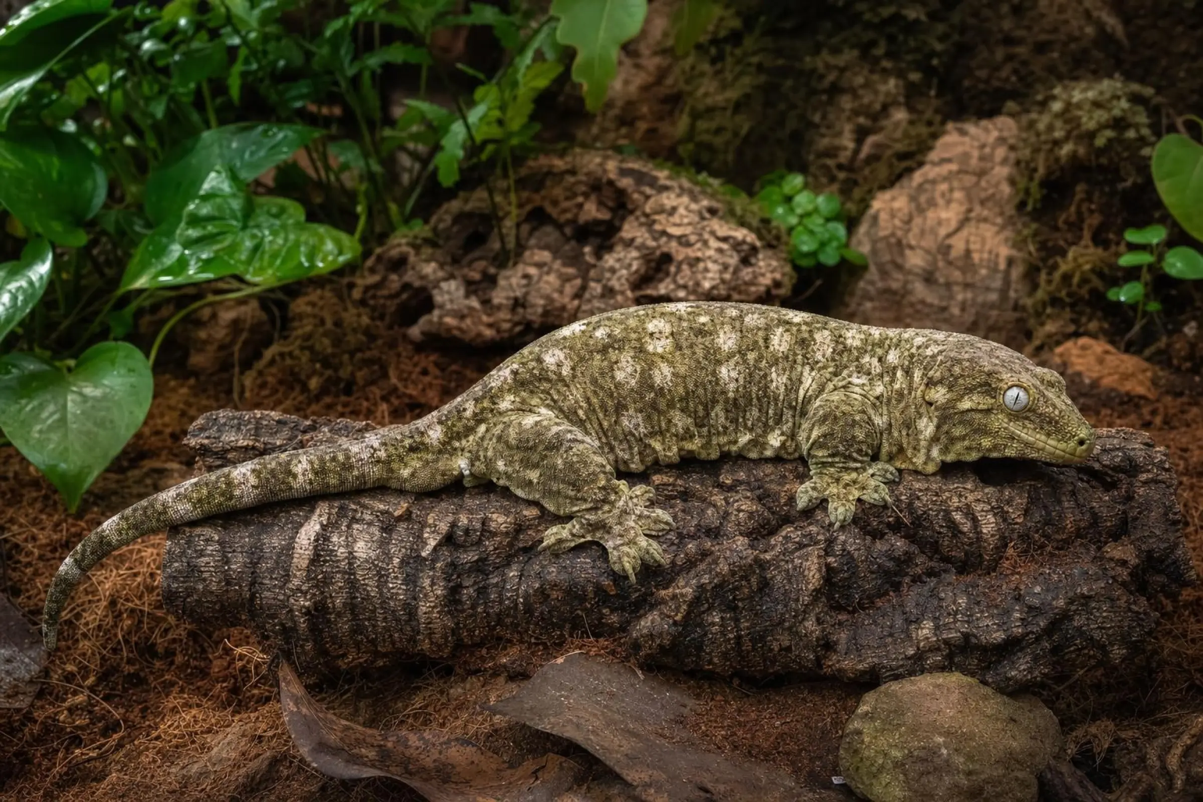 Neukaledonischer Riesengecko, Rhacodactylus leachianus