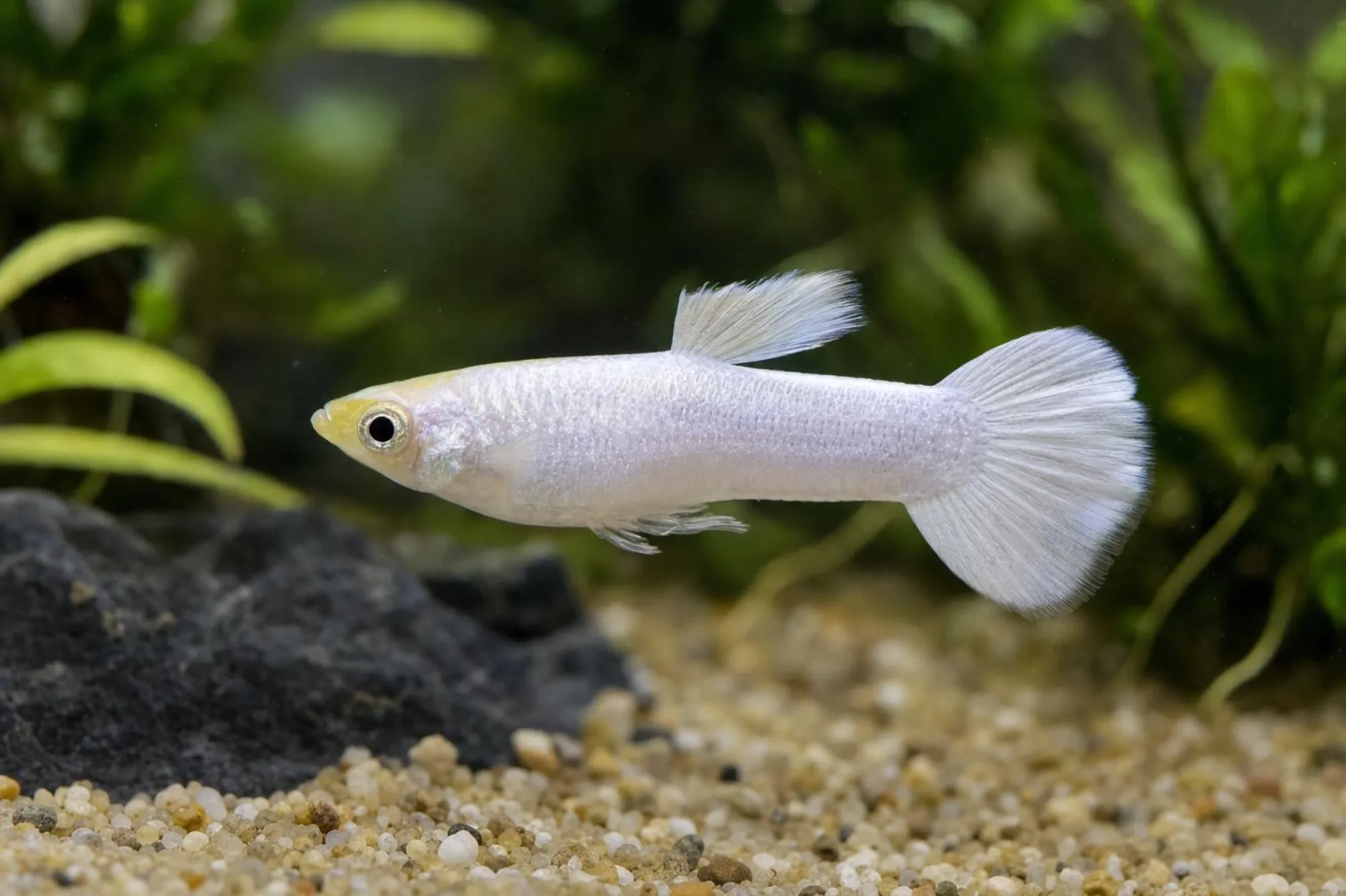 Snow-White-Guppy, Weibchen, Poecilia reticulata