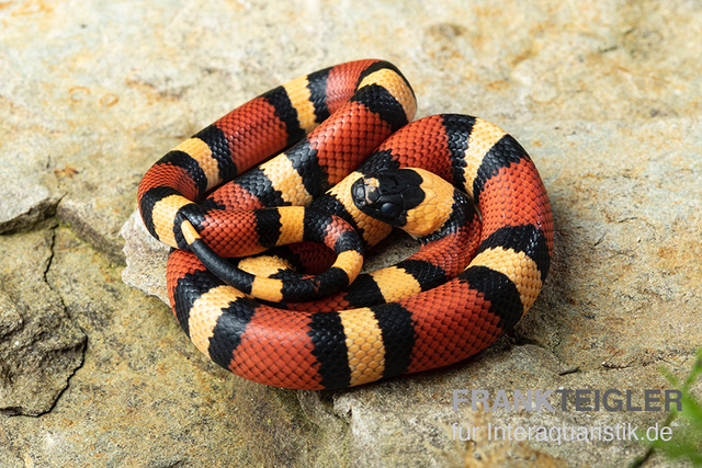 Campbell Dreiecksnatter "Apricot", Lampropeltis tringulum campbelli