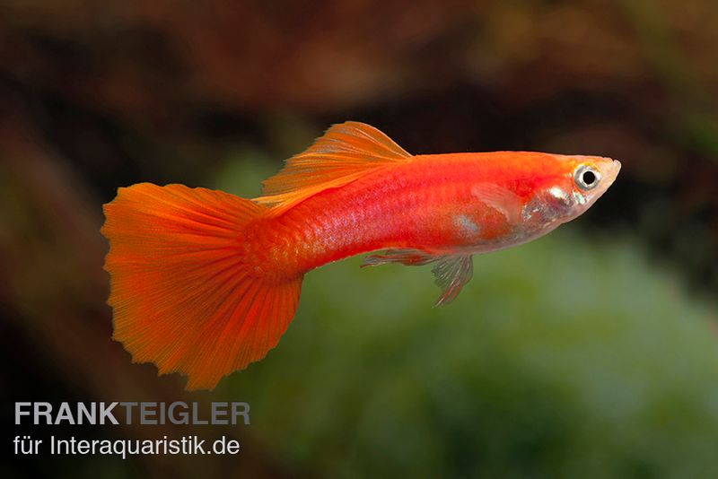 Guppy full red, Poecilia reticulata, Männchen