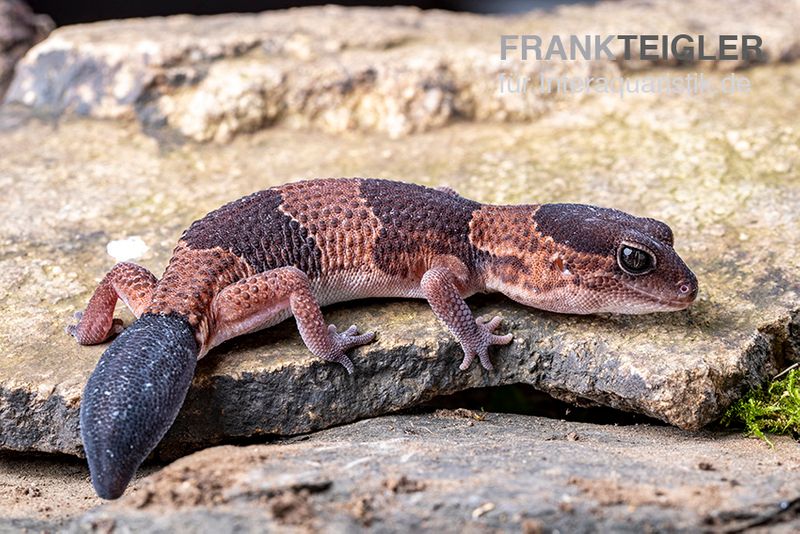 Afrikanischer Fettschwanzgecko, Hemitheconyx caudicinctus, Paarpreis