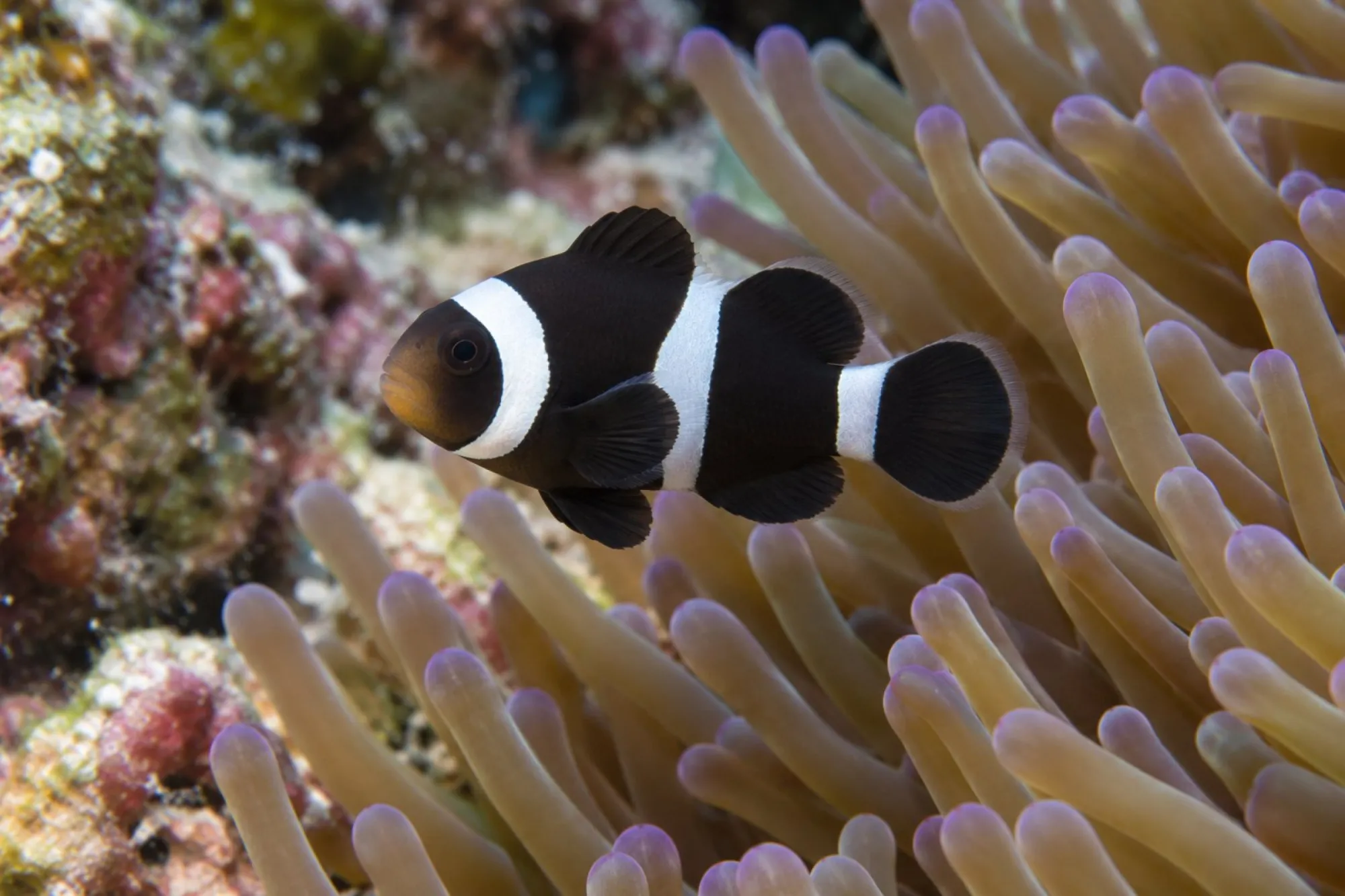 Ocellaris-Clownfisch „Darwin Schwarz“ Nachzucht, Amphiprion ocellaris