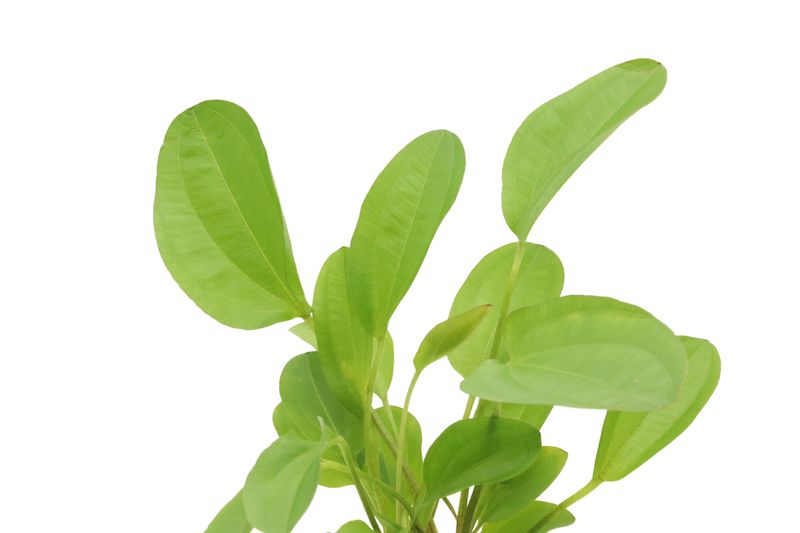 Echinodorus "Kleiner Bär", XXL-Topf, Mutterpflanze