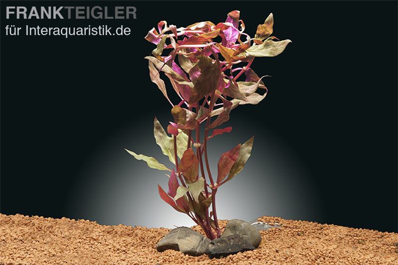 Rosanerviges Papageienblatt, Alternanthera reineckii "Red Ruby", im Topf