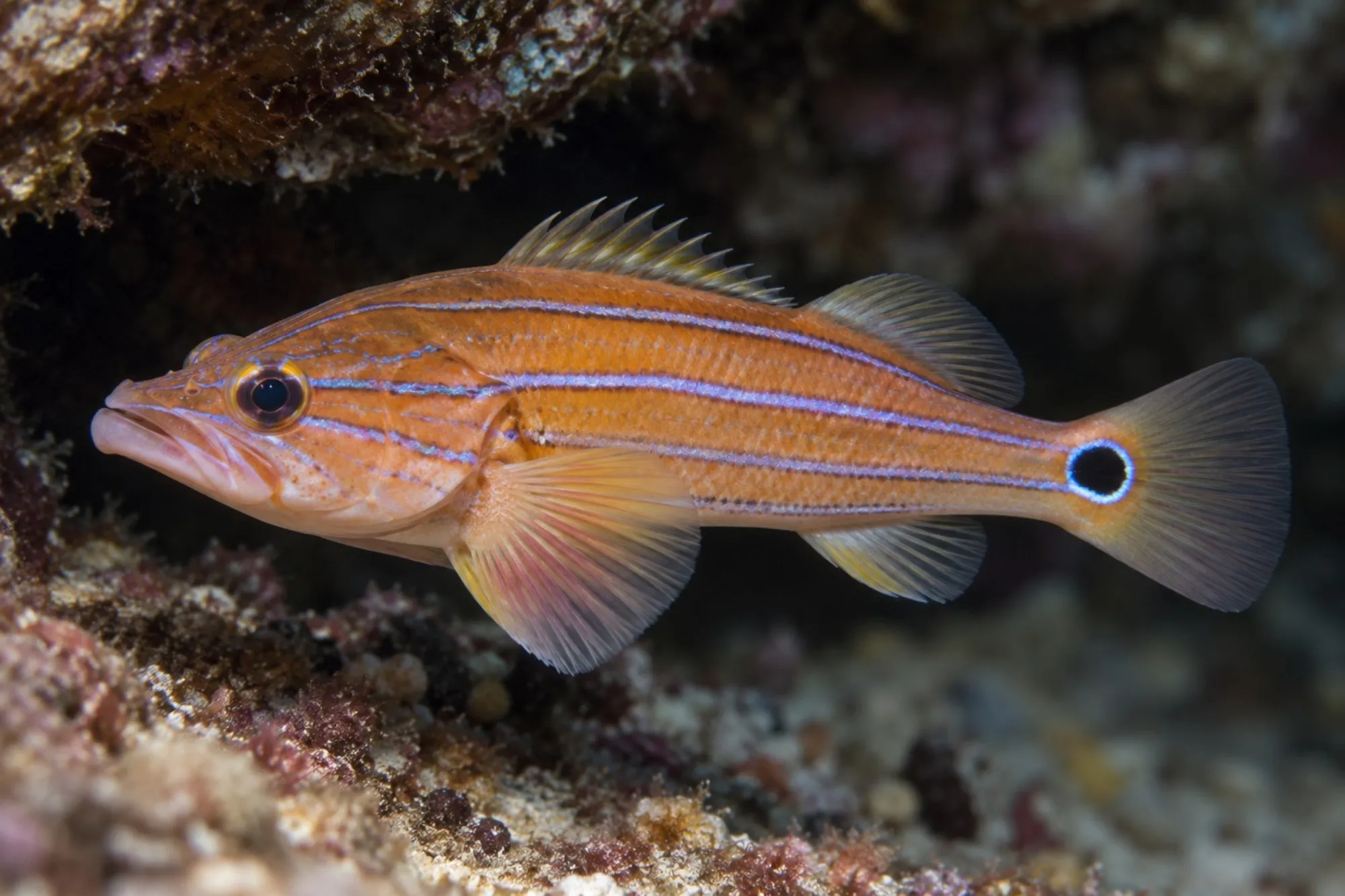 Flachkopf Sägebarsch – Nachzucht, Rainfordia opercularis
