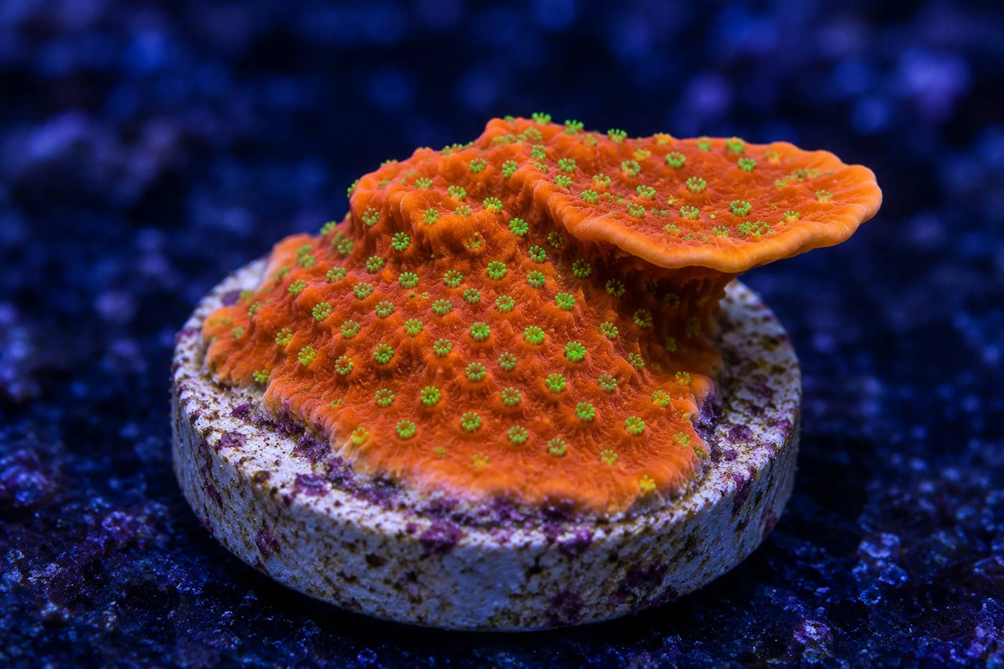 Montipora-Steinkoralle „Sunset“ (Nachzucht), Montipora spec., Größe S–M