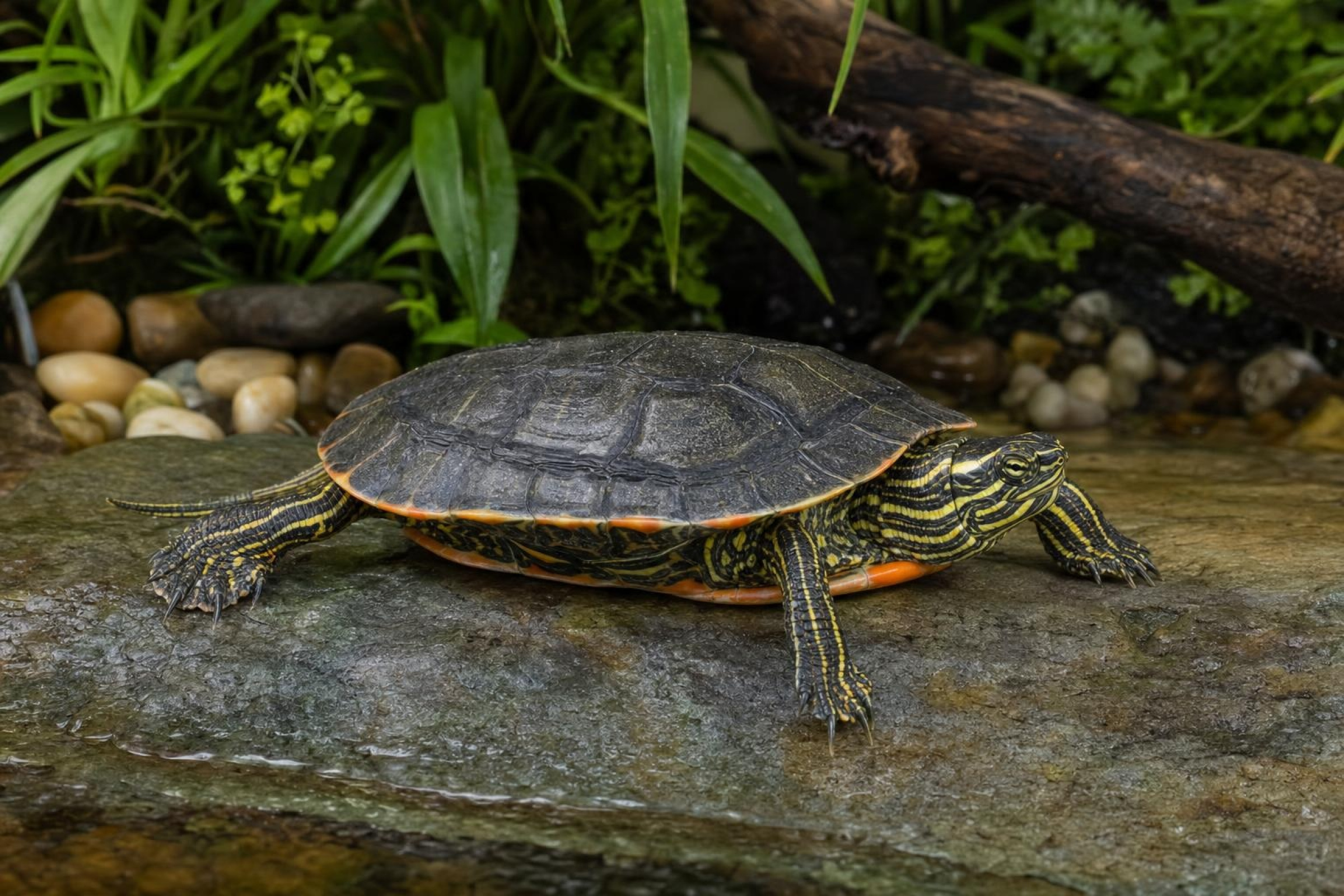 Westliche Zierschildkröte, Chrysemys picta bellii