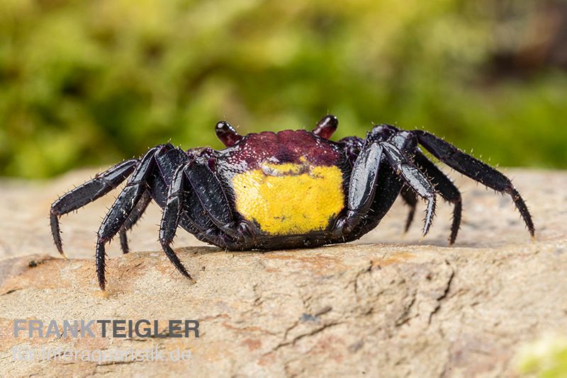 Zweifarbige Vampirkrabbe, Geosesarma bicolor, Zufällig ausgewählt