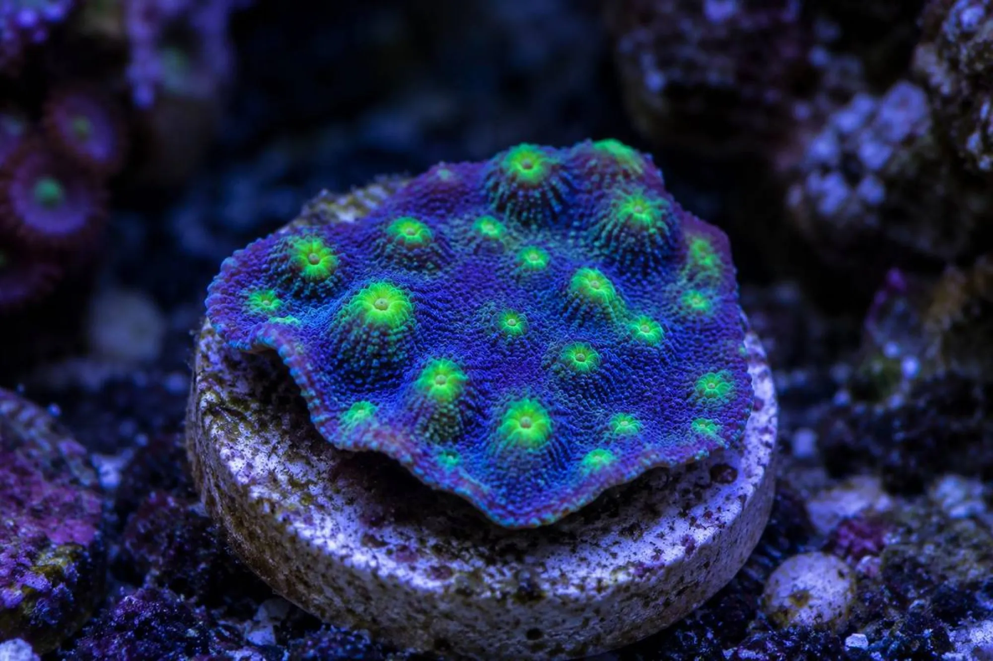 Chalice-Koralle „Hollywood Stunner“ (Nachzucht), Echinopora lamellosa, Größe S–M