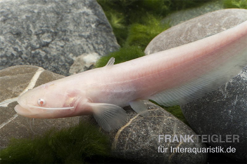 Goldener Flusswels, Silurus glanis gold (Kaltwasser)