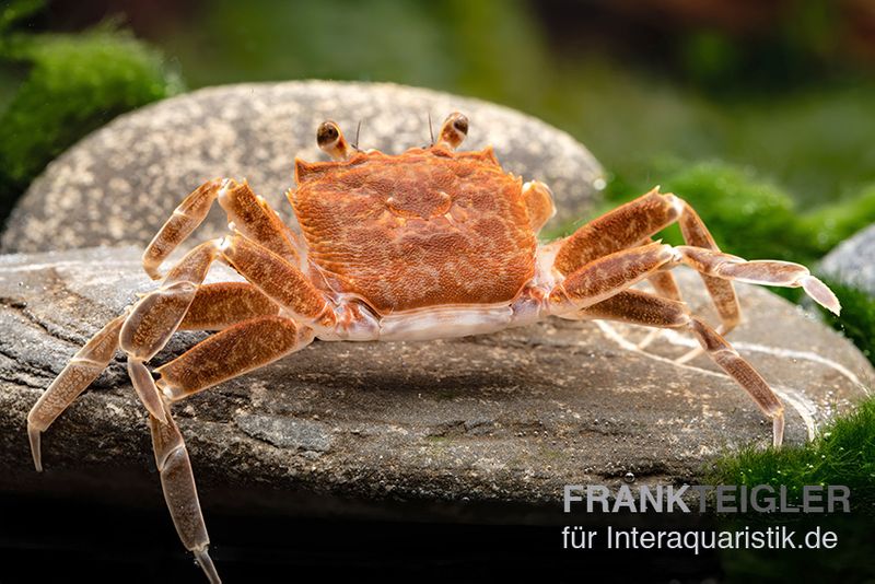 Malilikrabbe, Nautilothelphusa zimmeri, Zufällig ausgewählt