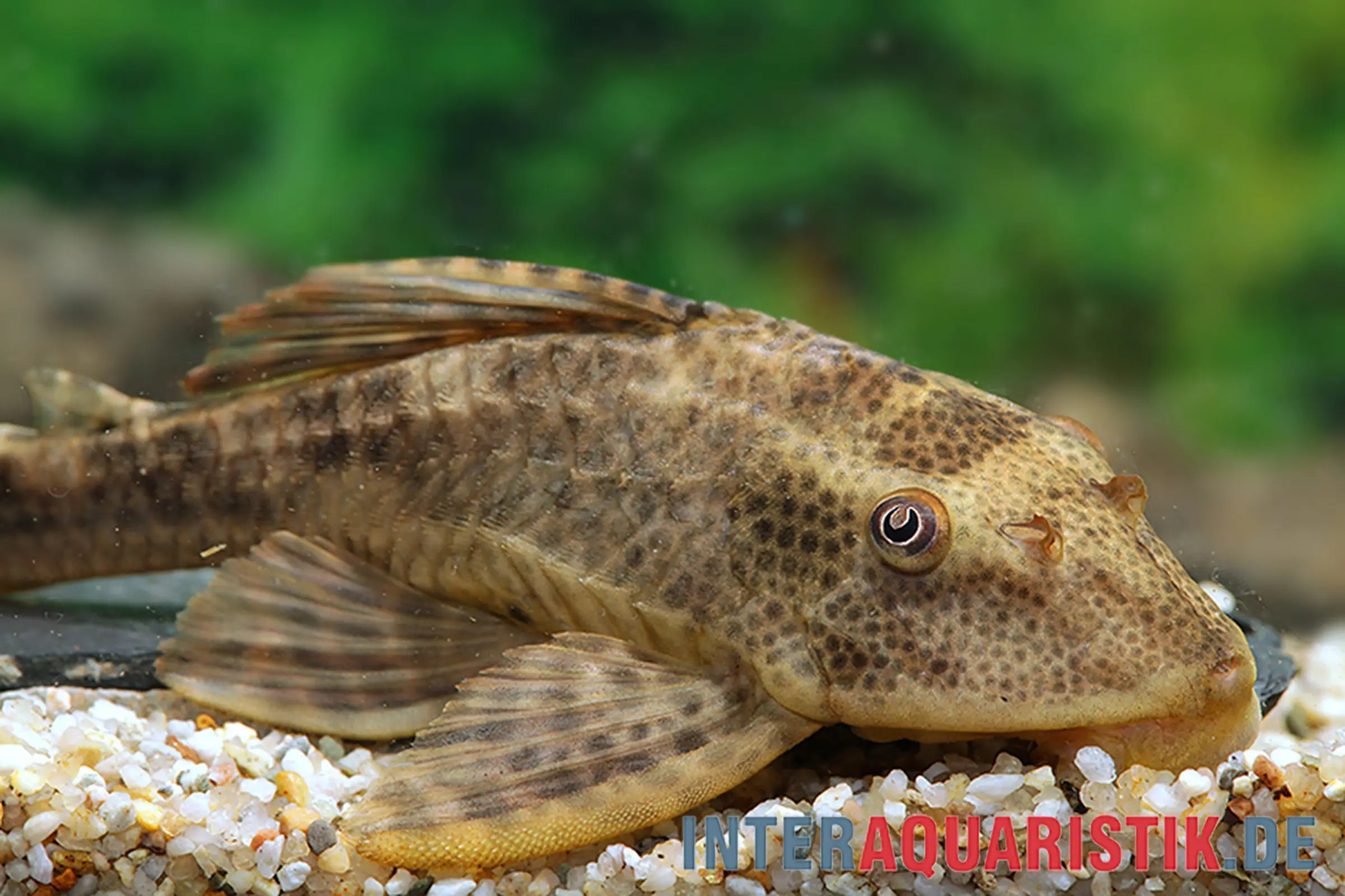 Borstennasenwels auf Aquariumkies