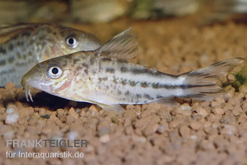 Flaggenschwanz-Panzerwels, Corydoras robinae, 3-5 cm