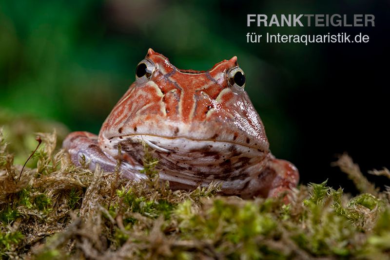 Fantasy Pacman Frog rot, Ceratophrys cornuta x Ceratophrys cranwelli