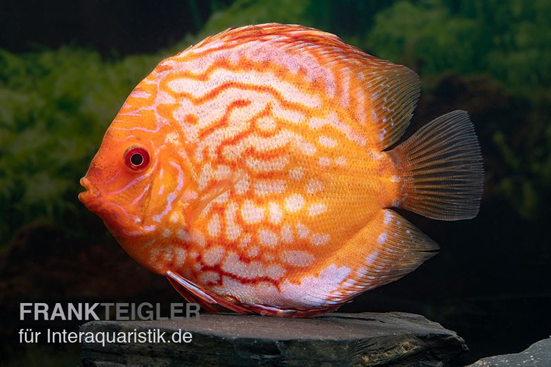 Diskusfisch ASIA-NZ, Symphysodon discus Pigeon snake, 5 Zoll, 12-13 cm