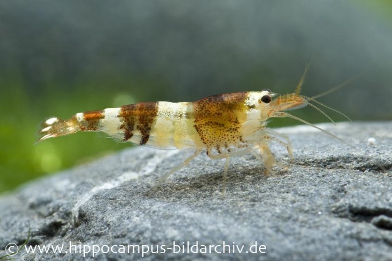 Black Bee Grade A Garnele, Caridina logemanni