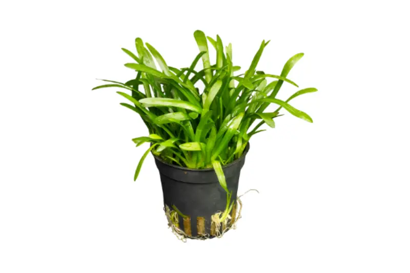 Flutendes Pfeilkraut, Sagittaria subulata, im Topf